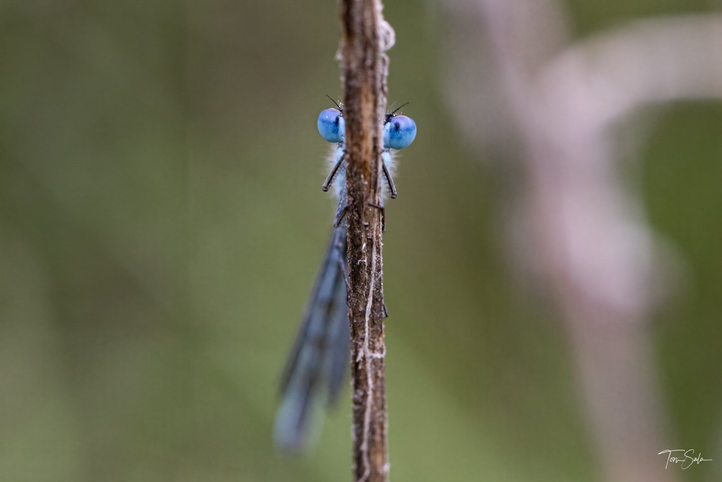 DSC06338 DeNoiseAI-clear