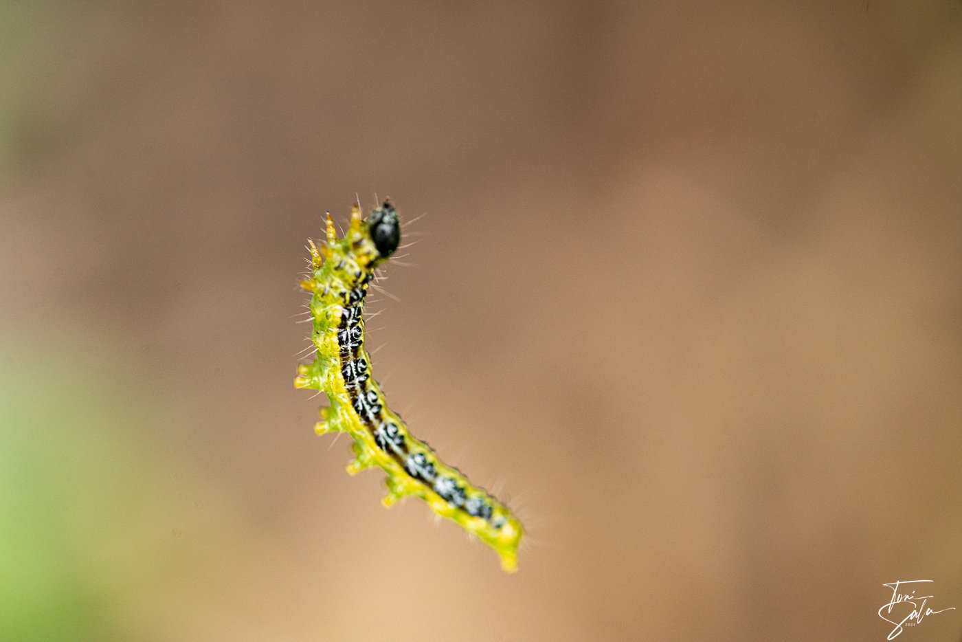 2021 01-23%2023-14-15%20%28C,Smoothing8%29